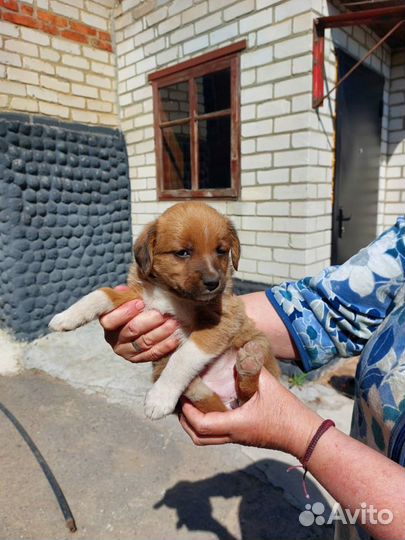 Собака в добрые руки отдам бесплатно