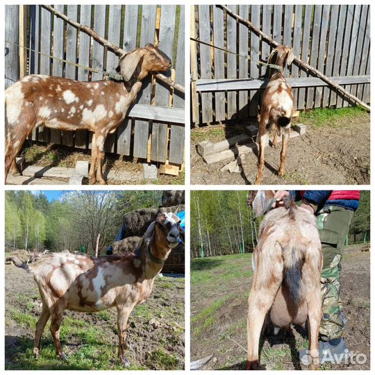 Козлята и козы