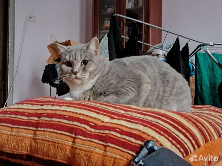Кот для случки