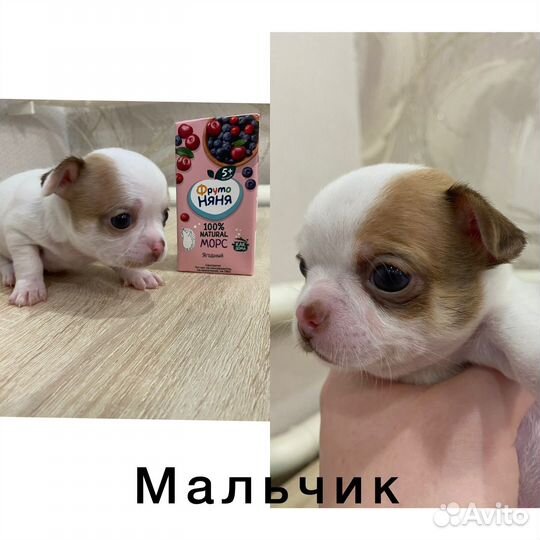 Щенки чихуахуа мини