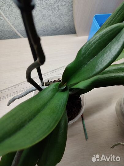 Орхидея фаленопсис