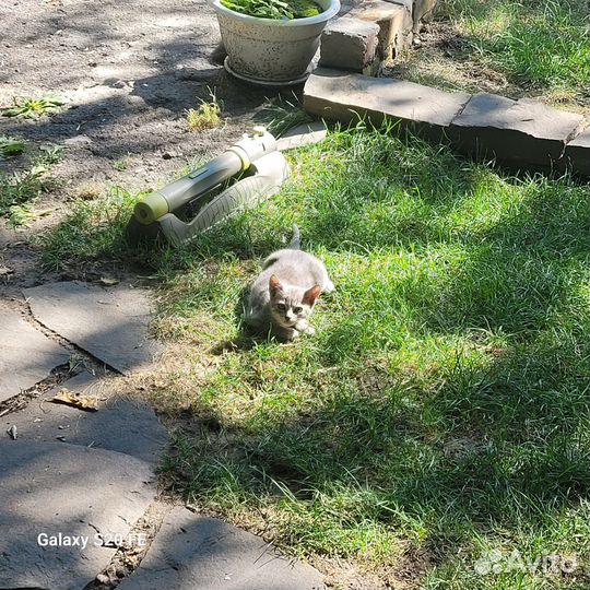 Отдам котят в хорошие руки