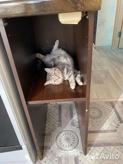 Шотландская