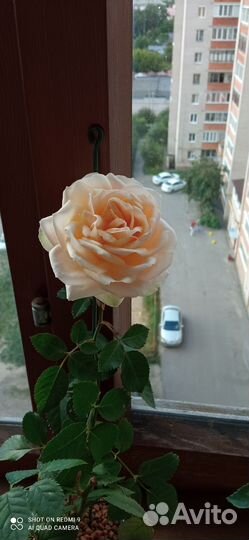 Роза. Комнатная