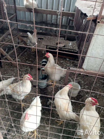 Петух, молодые петушки