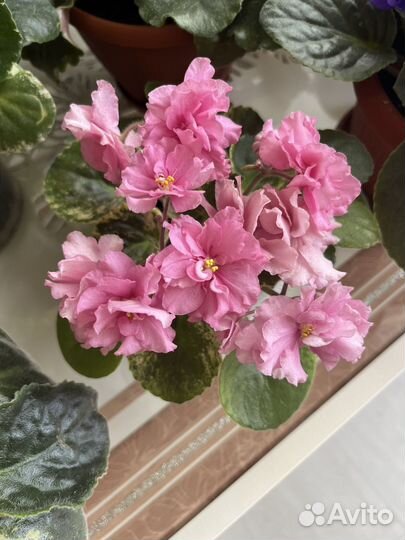 Фиалки цветущие