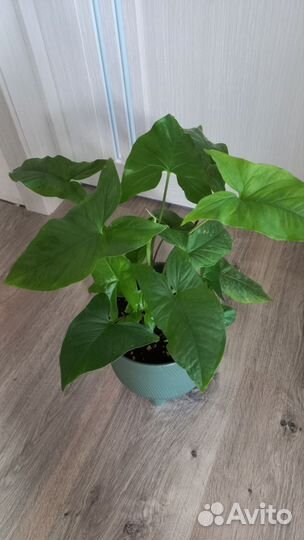 Сингониум в новом кашпо