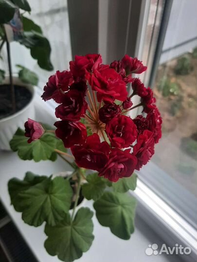 Пеларгония герань