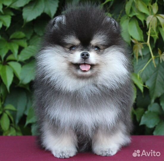 Очаровательные малышки померанского шпица