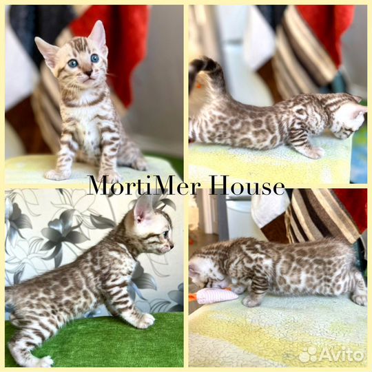 Бенгальские котята бенгальский котенок