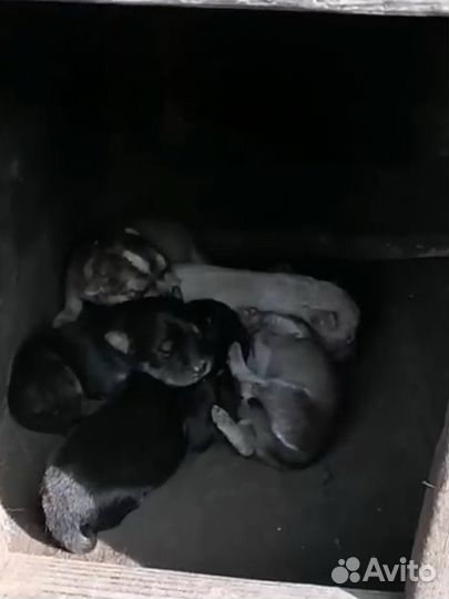 Домашние животные