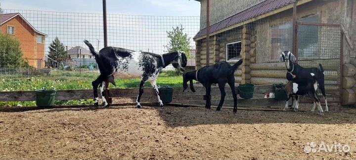 Коза и козёл нубийская/ камори
