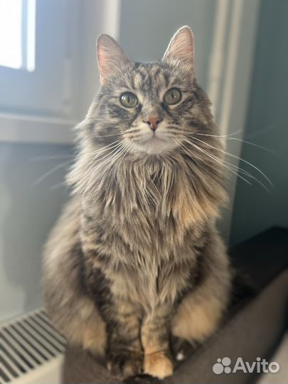 Кошечка по имени Скрипка ищет любящую семью