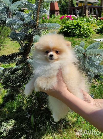 Эксклюзивный шпиц
