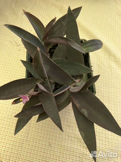 Традисканция