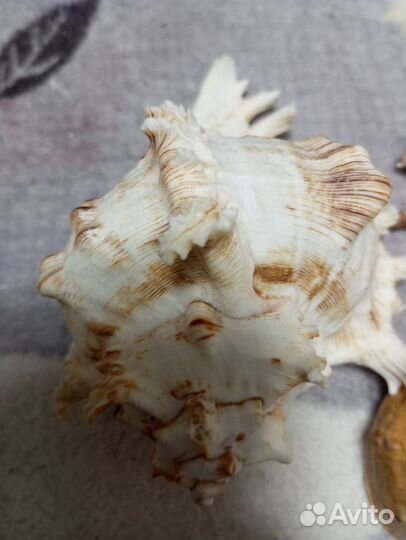 Ракушки морские, 12 см