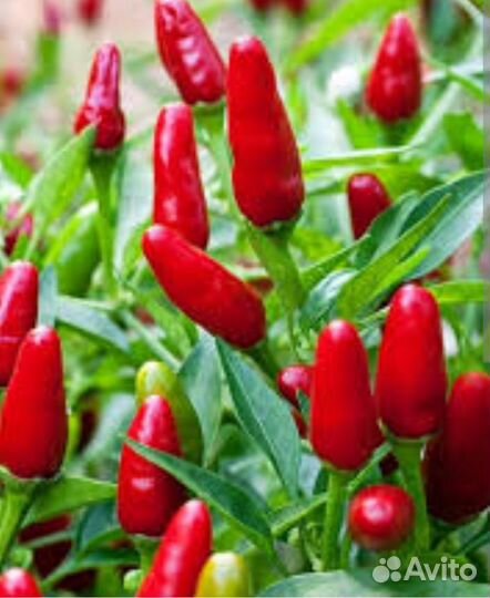 Перец острый