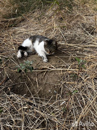 Кошки в добрые руки