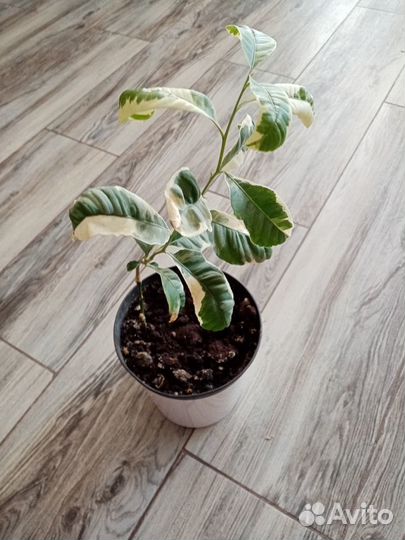 Лимон Эврика Пинк вариегатный