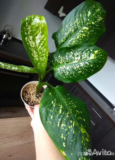 Диффенбахия