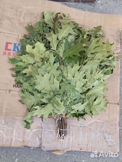 Веник банный, веник для бани канадский дуб