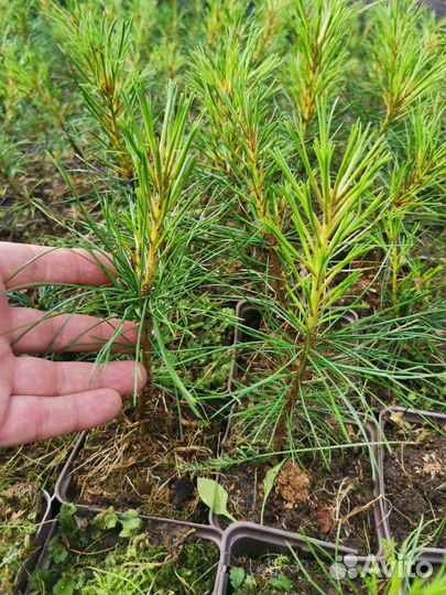 Кедр. Саженцы