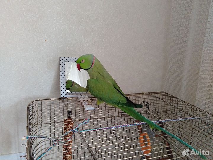 Попугай ожереловый