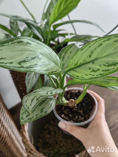 Аглаонема сильвер квин