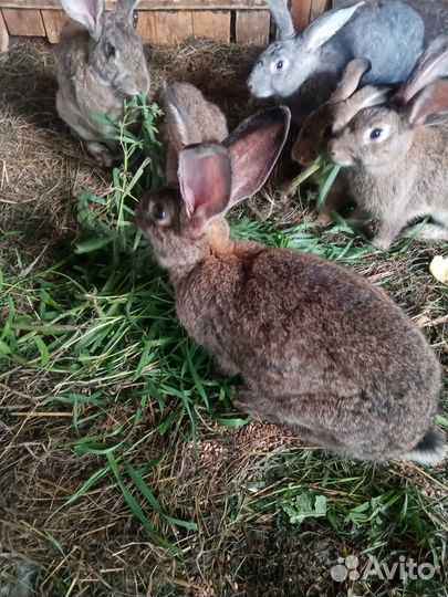 Кролики от 2 до 10 мес