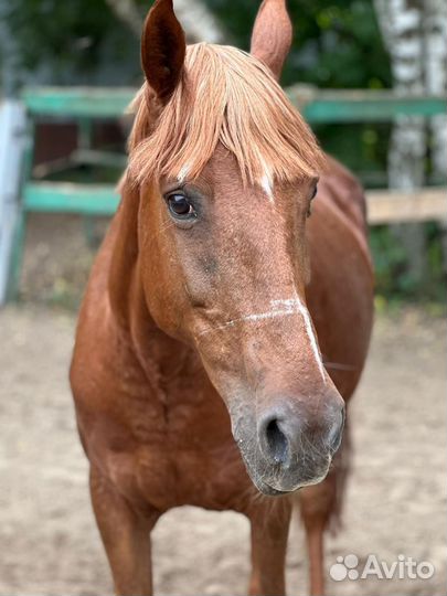 Детская лошадка