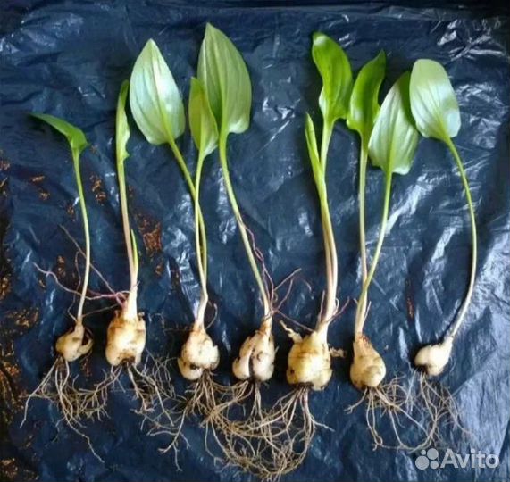 Комнатные цветы.Дримиопсис