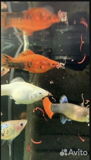 Аквариумные рыбки пецилии, гуппи, меченосцы