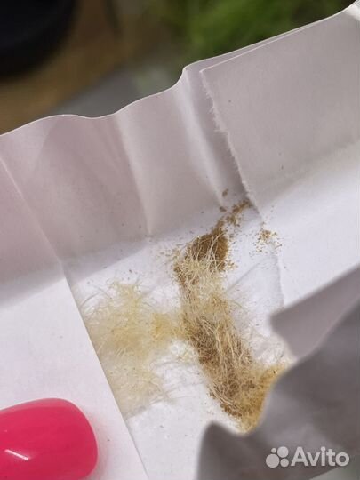 Семена орхидеи