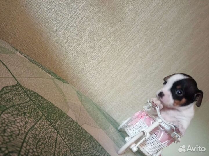 Чихуахуа, тойтерьеры, карликовые пинчеры доставка