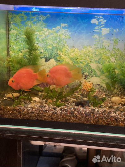 Аквариум 150л с тумбой