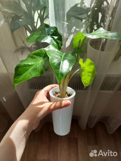 Алоказия Регал Шилдс и Лоу Райдер