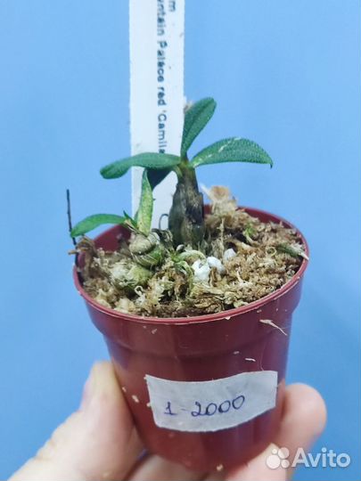 Орхидея. Дендробиум Кубертсони