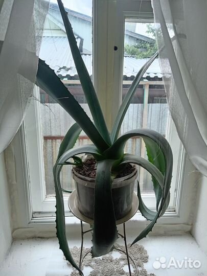 Цветок Агава