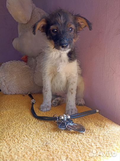 Милашка Буся ждёт Вас