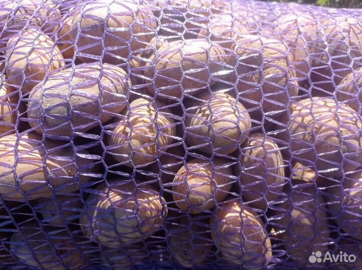 Семена картофеля