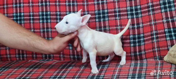 Бультерьер