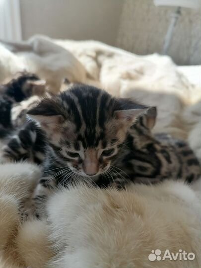 Бенгальские котята