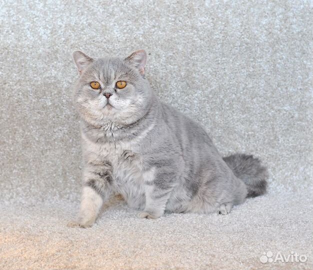 Британский Кот вязка