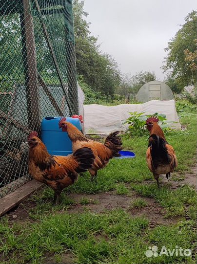 Петушки: лакеданзи, сильверудд, маран ч/м и г/м