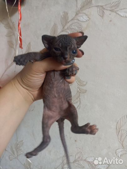 Котята сфинкс