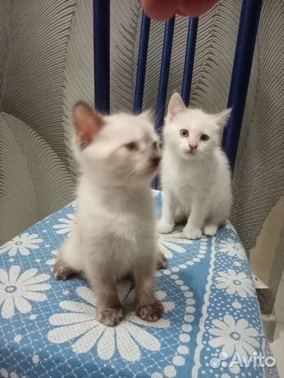 Котята в добрые руки бесплатно