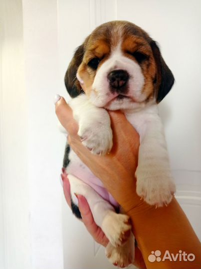 Щенки бигль