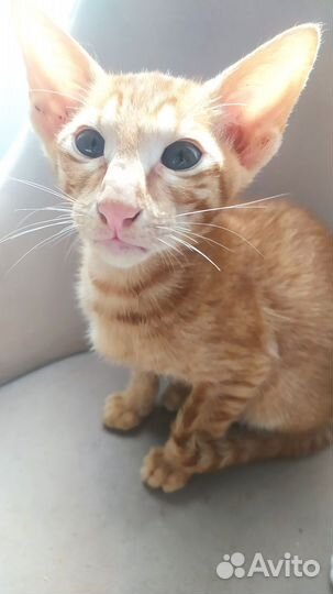 Ориентальные котята