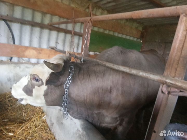 Бык сементал на мясо или на племя