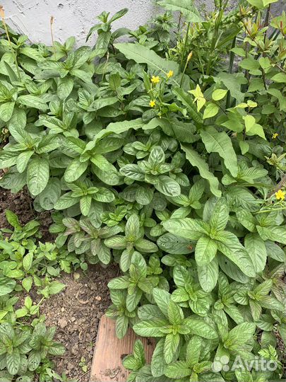 Садовые цветы и растения